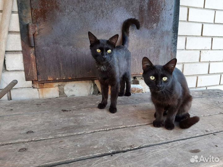 Коты бесплатно