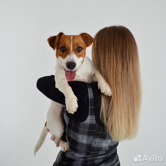 Вязка джек рассел терьер