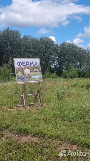 Овцы бараны ягнята
