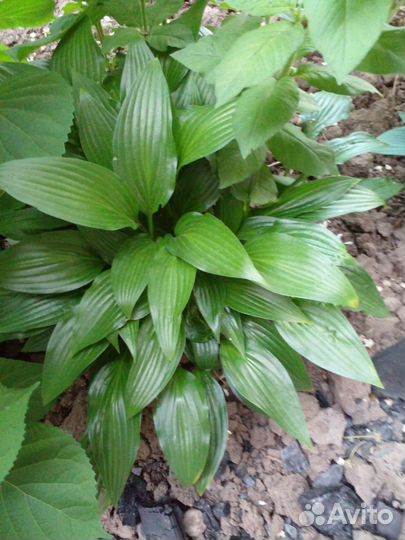 Хосты Большие кусты