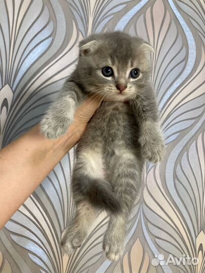 Шотладские вислоухие котята шиншилла