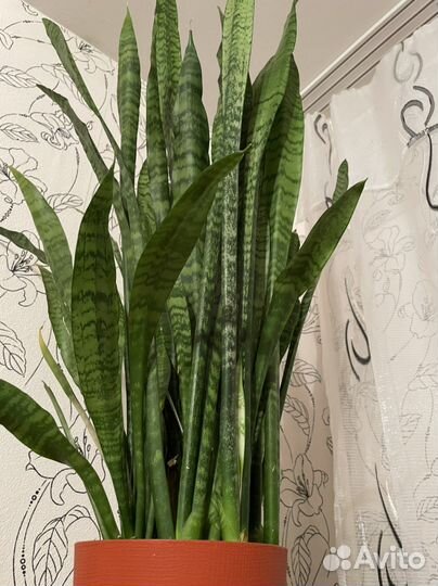 Сансевиерия