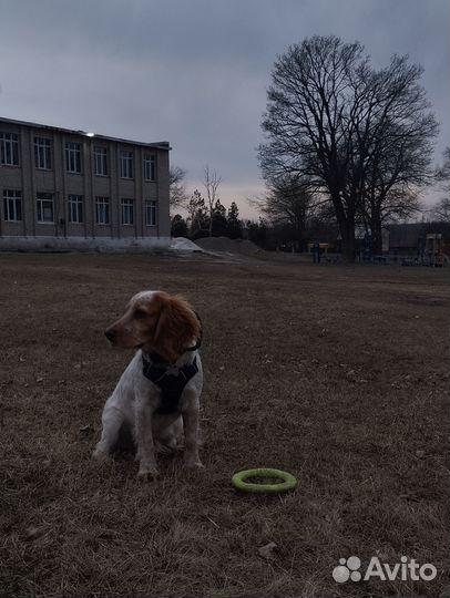 Русский спаниель вязка