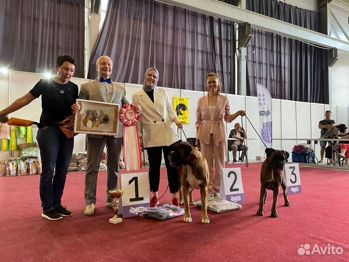 Подготовка к выставкам.Хендлер