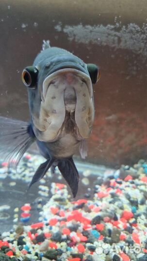 Рыба Астранотус