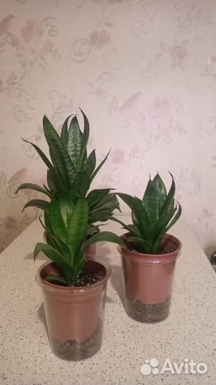 Сансевиерия Ханни