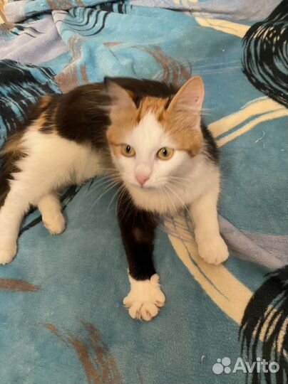 Котенок Яся