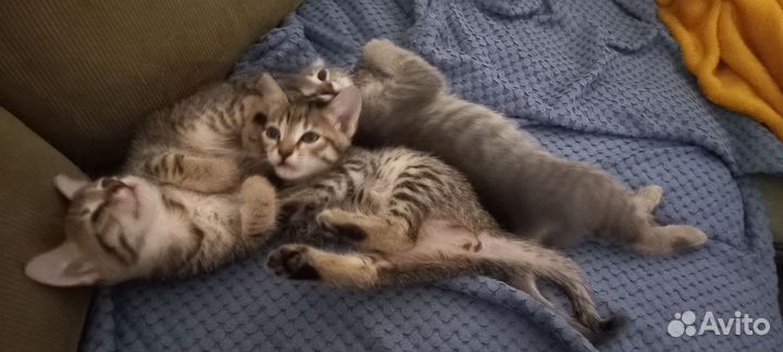 Котята в добрые руки