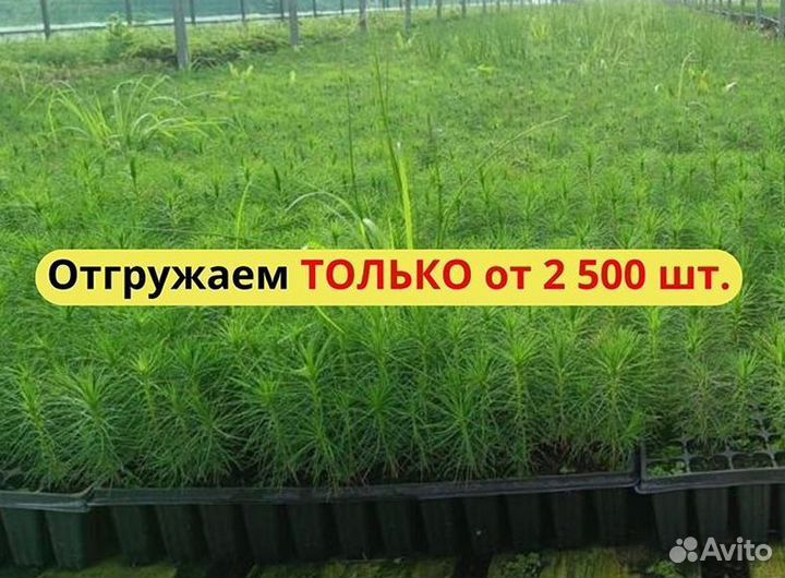 Сеянцы сосны обыкновенной зкс