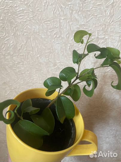 Фикус кучерявый