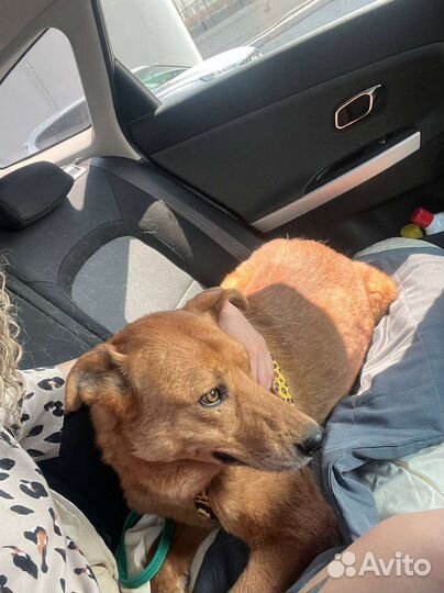 Умный и статный пёс из приюта в поисках дома