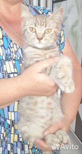 Отдам в добрые руки