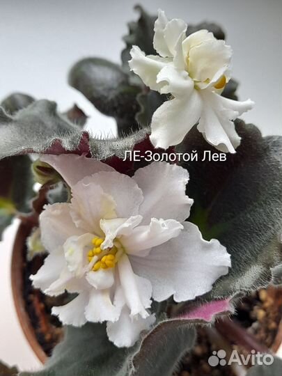 Фиалка (пасынок) ле Золотой Лев и др