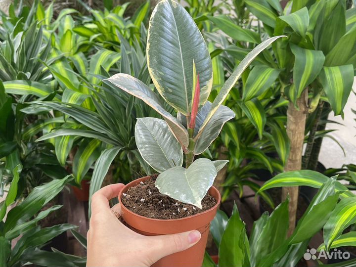 Фикус эластика Тинеке