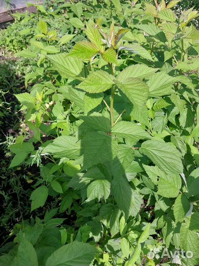 Ремонтантная малина