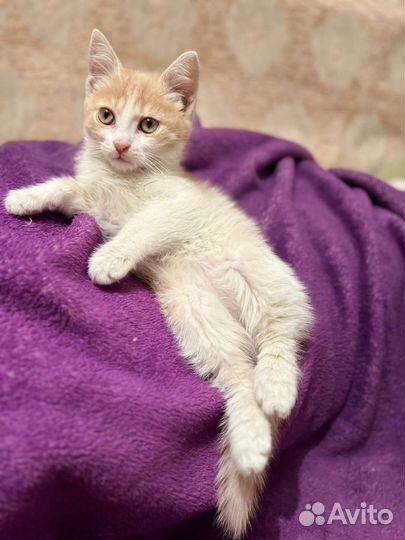 Котята. На любой вкус. Мо. всех в добрые руки