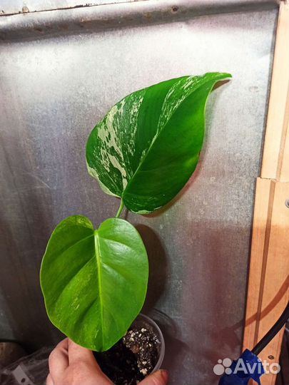 Монстера вариегатная альба