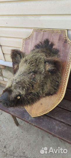 Чучело головы кабана