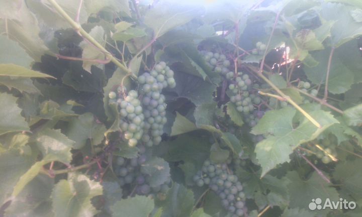 Виноград сибирский саженцы