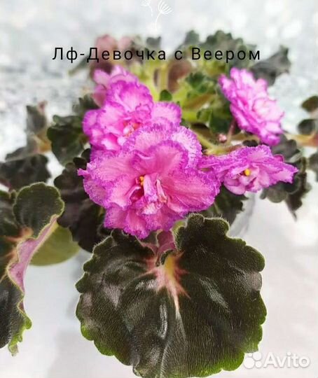 Фиалки детки