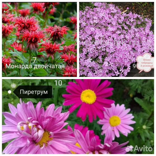 Цветы. Кусты