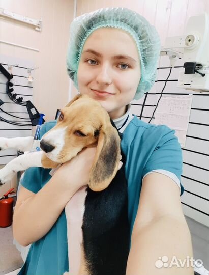 Стерилизация, кастрация