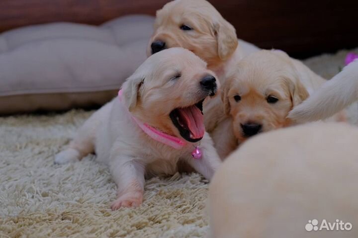 Щенки ретривера