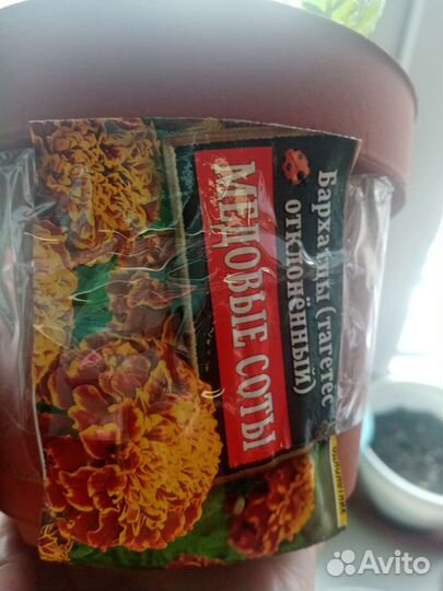 Рассада бархатцы