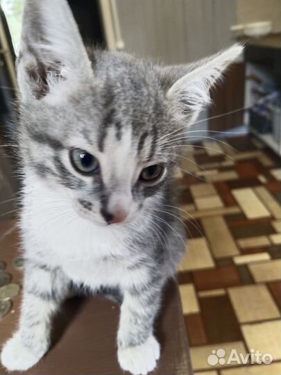 Котята домашние