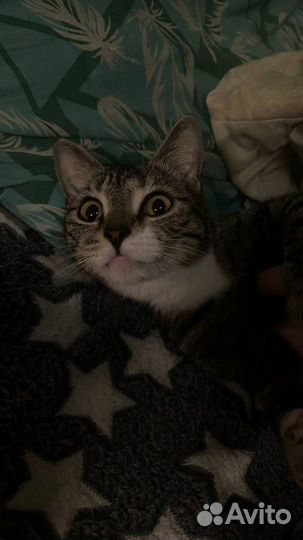 Хорошая Кошка