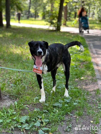 Добрый пëс Юпитер в добрые руки
