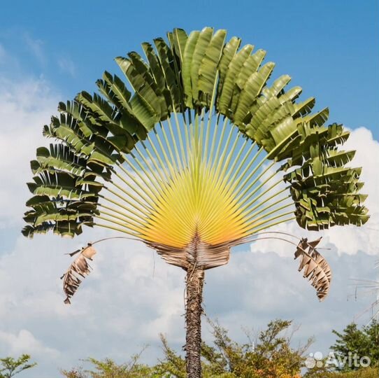 Равенала мадагаскарская