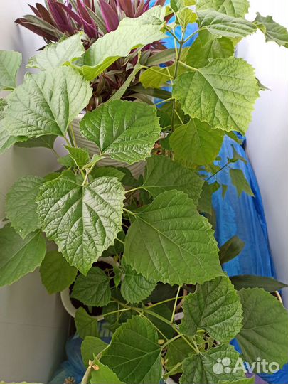 Клеродендрум филиппинский