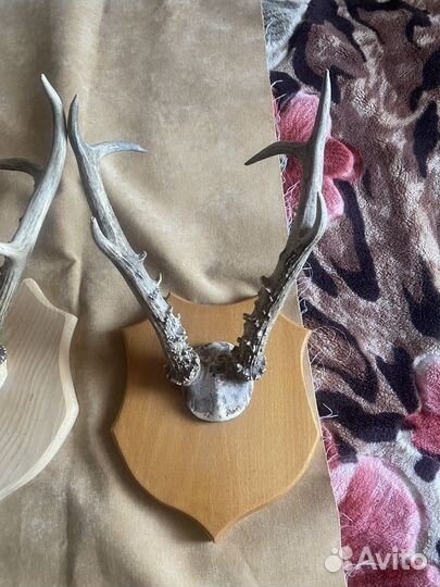 Рога касули