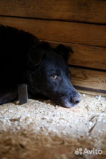 Собака Пентагон из приюта Некрасовка