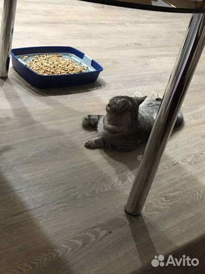 Британский кот