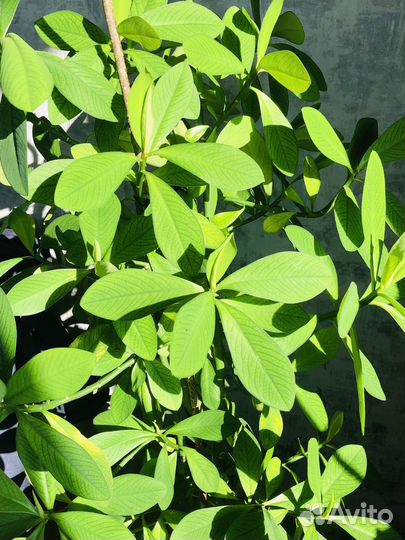 Синадениум Гранта