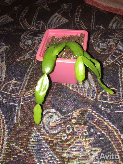 Цветы декабристов разнова цвета