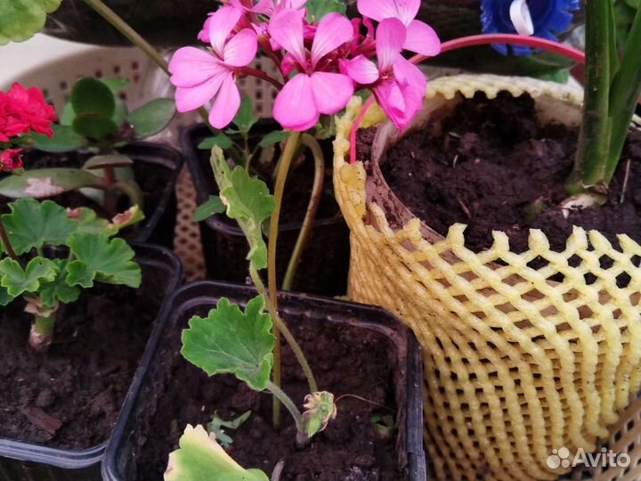 Пеларгонии