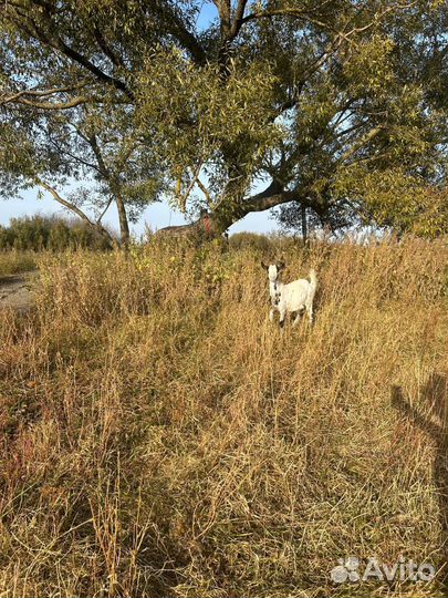 Козел и козочка
