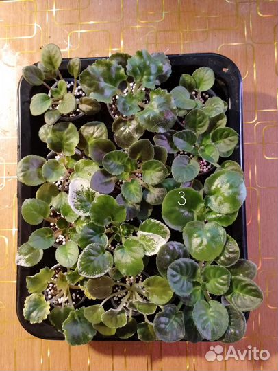 Сортовые фиалки