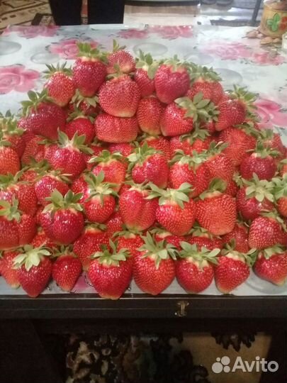 Супер ранняя клубника Флер