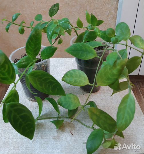 Эсхинантус мраморный