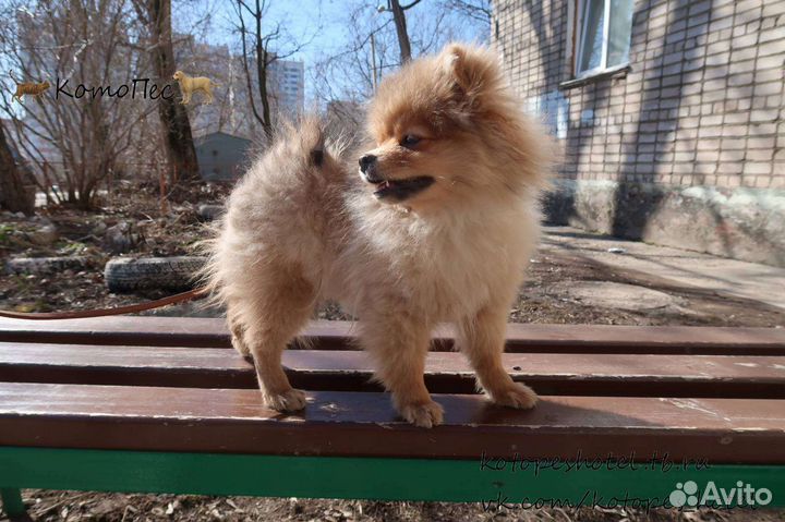 Котопёс гостиница для животных