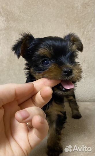 Йоркширский терьер