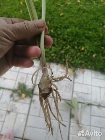 Хоста Булфрог