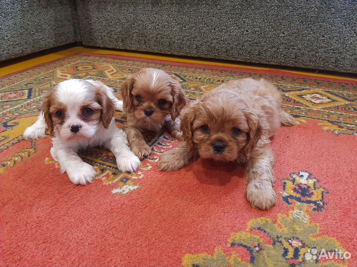 Кинг чарльз спаниель кавалеры