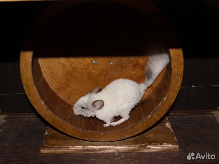 Шиншиллы+клетка+колесо+купалка+песок