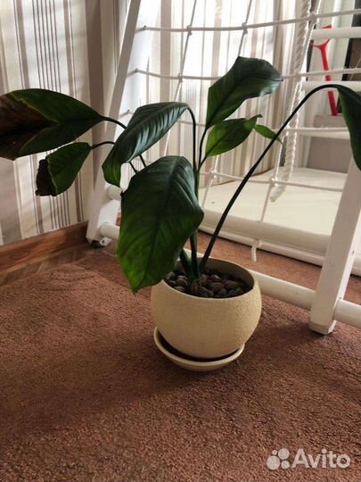 4 цветка,спатифиллум,фиалка и другие