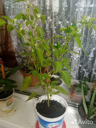 Перчик горкий огонёк